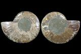 Bargain, Cut & Polished Ammonite Fossil - Agatized #73954-1
